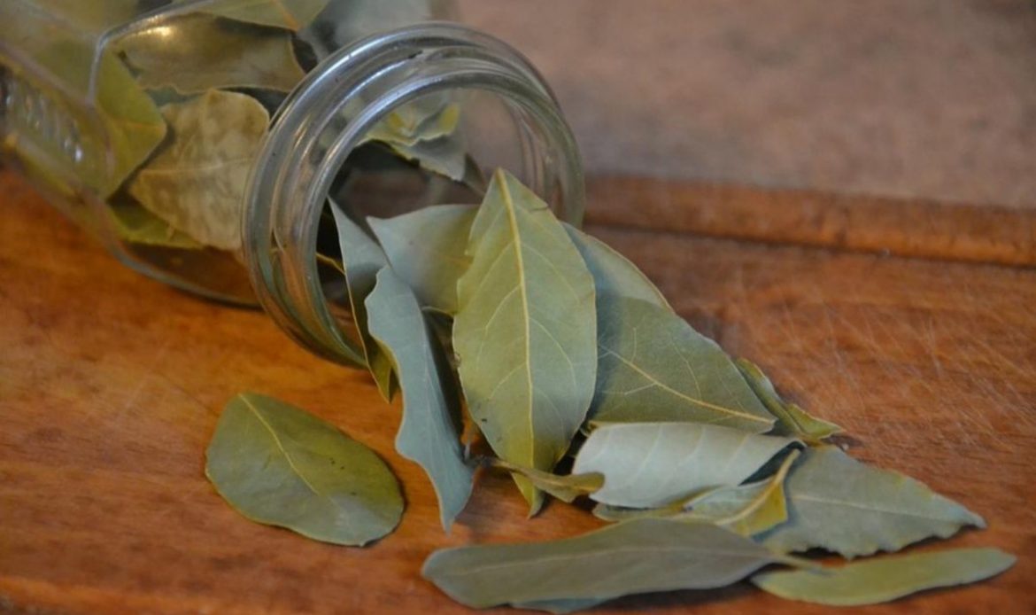 Usos y beneficios del laurel más allá de nuestra cocina