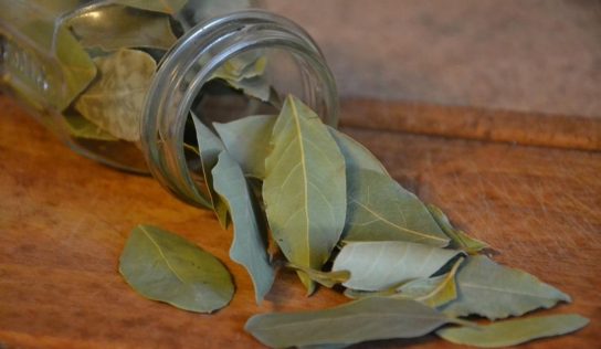 Usos y beneficios del laurel más allá de nuestra cocina