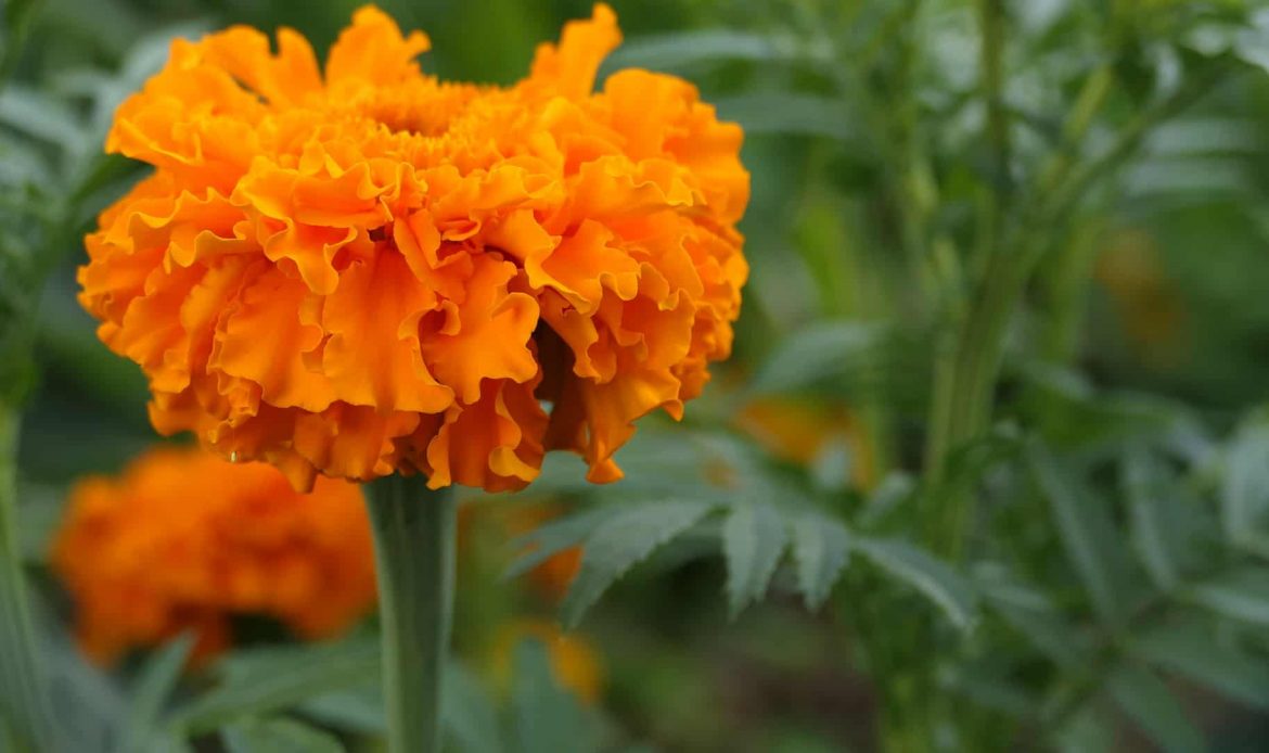 Té de flor de cempasúchil y sus diferentes beneficios en la salud