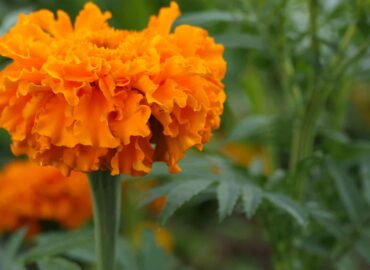 Té de flor de cempasúchil y sus diferentes beneficios en la salud