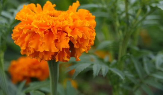 Té de flor de cempasúchil y sus diferentes beneficios en la salud