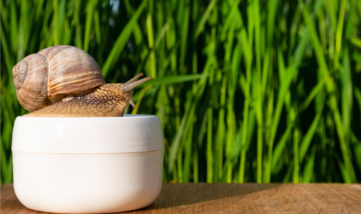 Baba de caracol para mantenerte joven