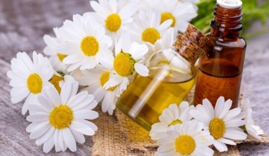 ¿Cuáles son los beneficios del aceite de manzanilla?; estos son sus usos en la medicina tradicional