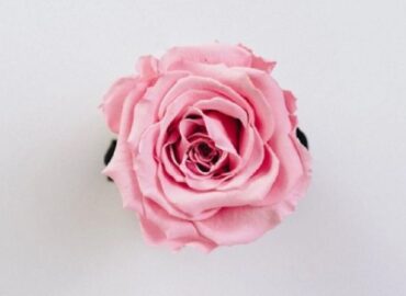 ¿Cómo usar el agua de rosas para hacer crecer el cabello RÁPIDAMENTE y eliminar la caspa?